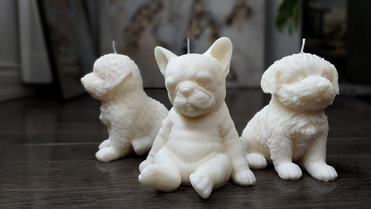 Sitting Frenchie Puppy