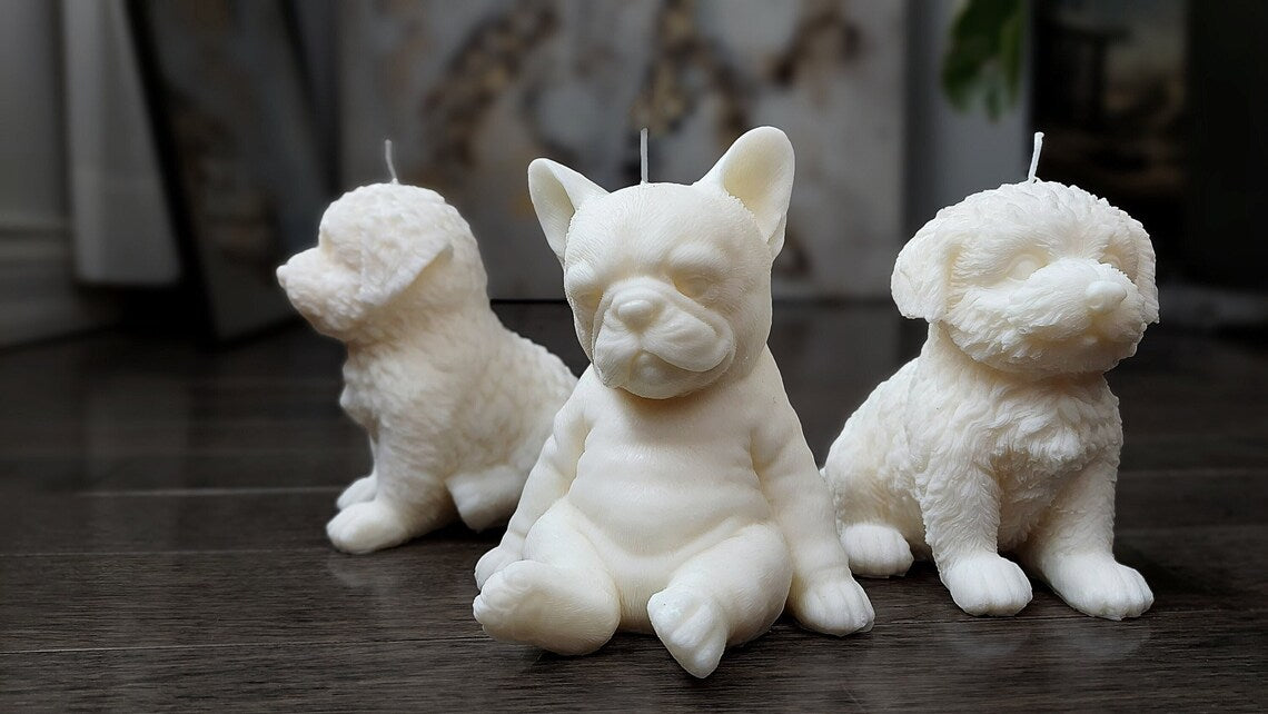 Sitting Frenchie Puppy